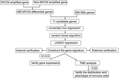 Optimal combination of MYCN differential gene and cellular senescence gene predicts adverse outcomes in patients with neuroblastoma